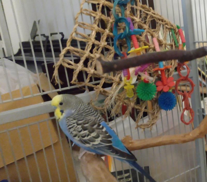 partly destroyed mat and one of the adorable culprits