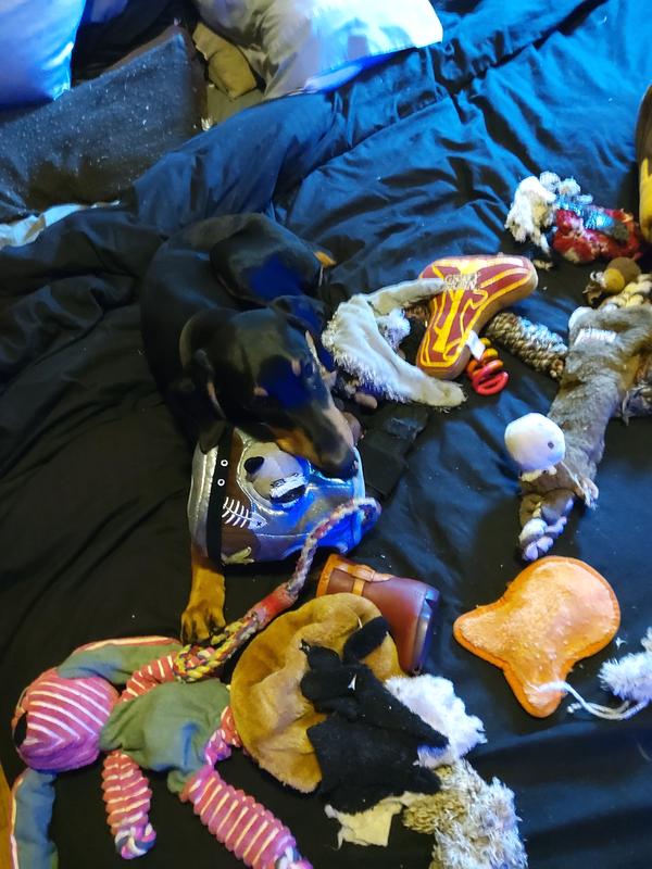 Interaction with Toy
