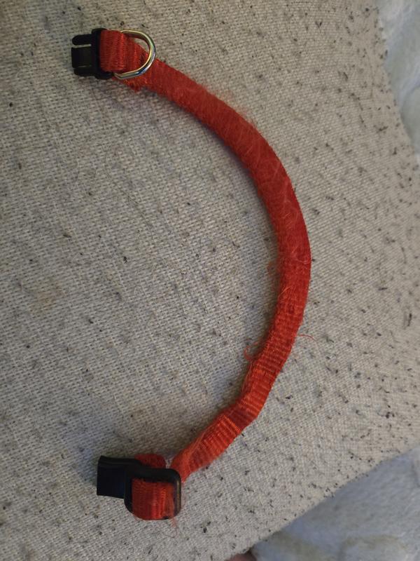 Collars should lay straight when flat.