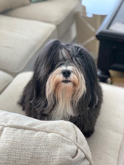 Pixie my 7 year old Havanese