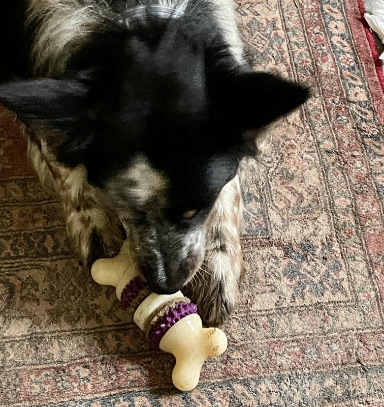 PetSafe Busy Buddy Bouncy Bone for Dogs 10-50 lb., Treat Holding Toy,  Medium 
