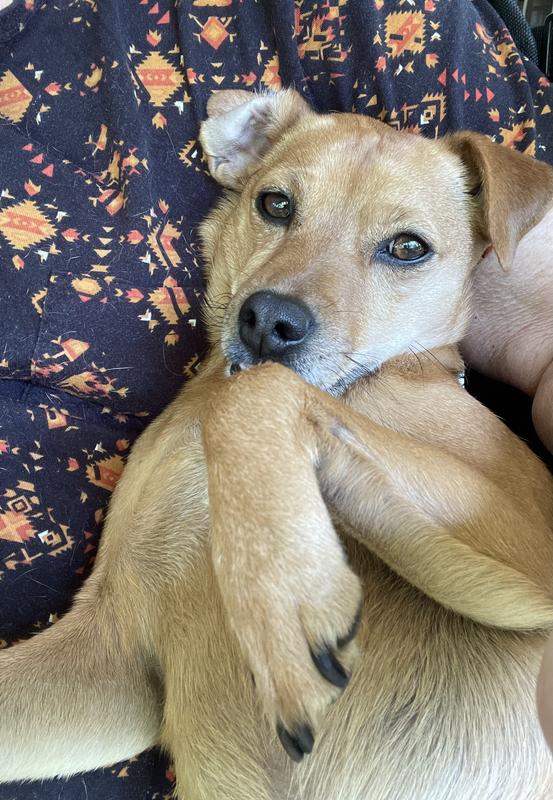 Lizzy just loves these treats