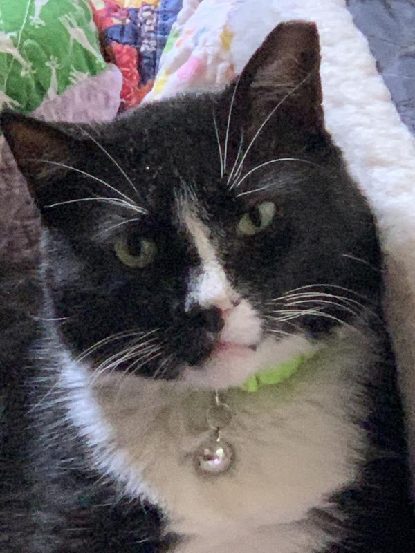 Felix...one of our spoiled Fur Babies