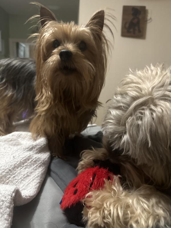 I am glad there were three toys in this package. Our boys are not sharing these stuffies.