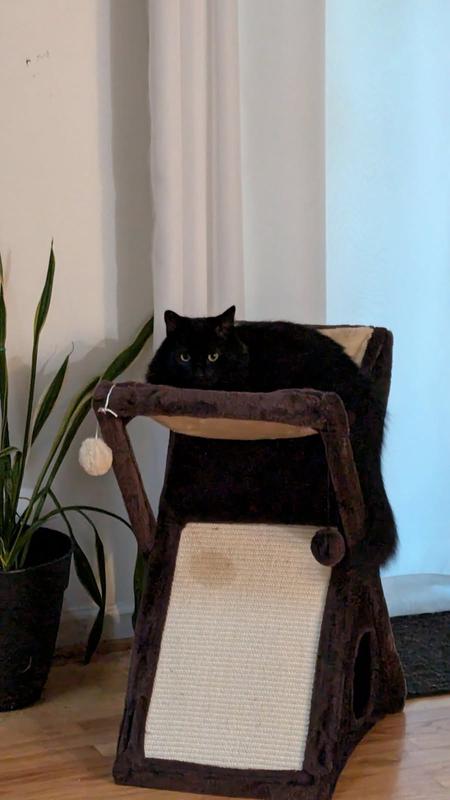 Banaby lounging in his new hammock