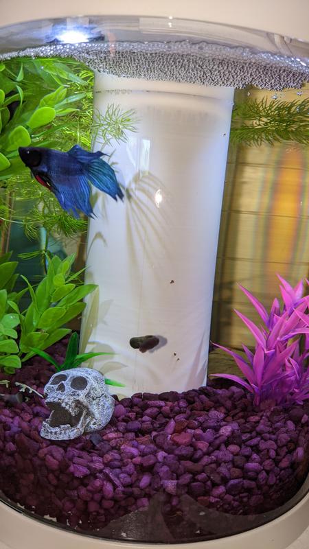 Cool ornament for my Betta Glo tank!