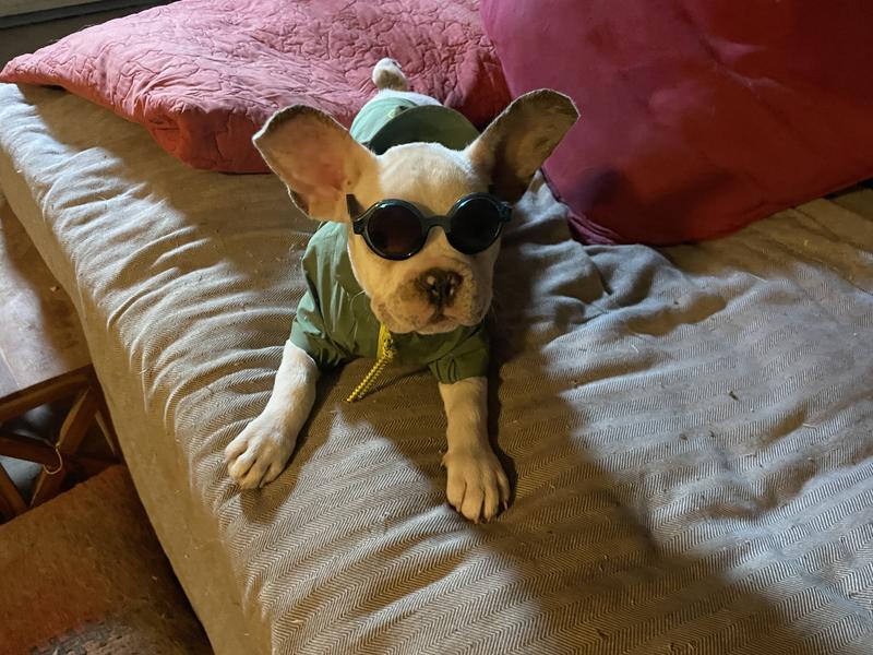 Ready for the dog yard