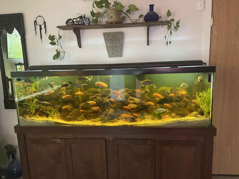 Discontinued - UNDERWATER GALLERIES Big Rock Box Aquarium Cichlid ...