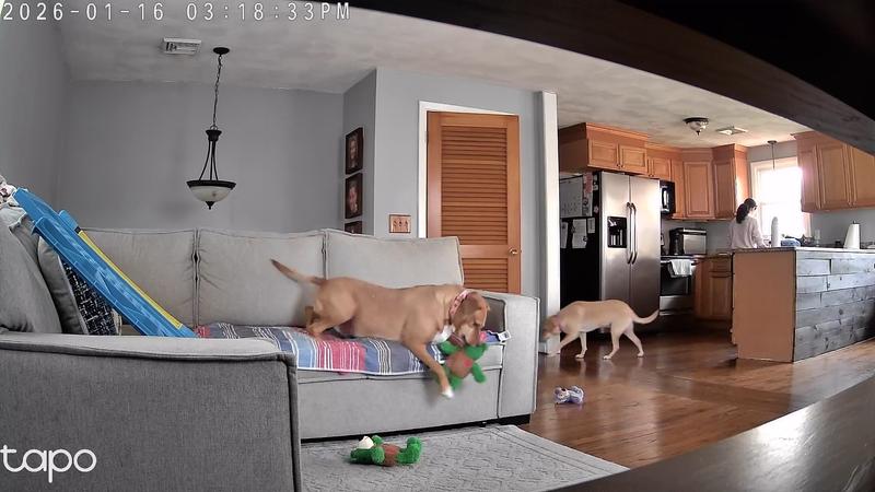 Bella is the dog one couch. She is a brat, we have probably 10 bears ,two of each. She wait tell Jenny(other puppy in pic) puts it down Bella goes over so slowly thanking no one see her and she takes it.