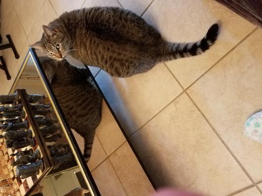 Sammie after many meals.