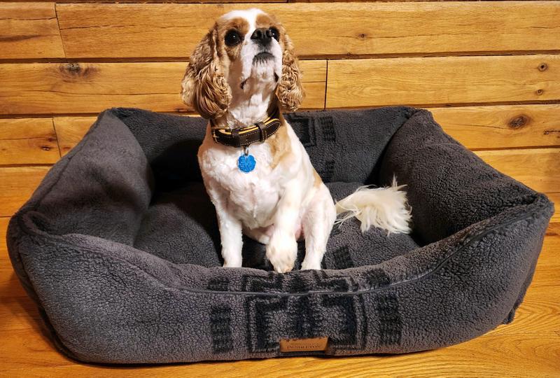 Ovilar giving the new bed his paw of approval.
