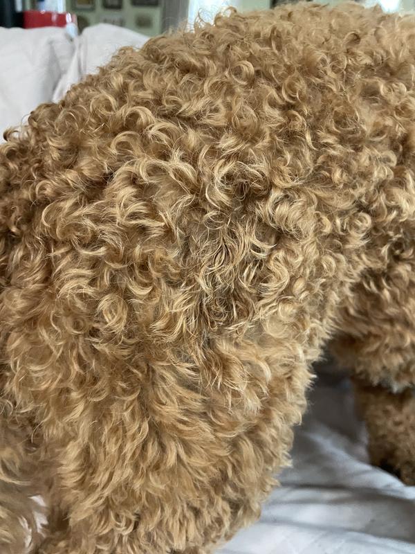 Just sprayed her coat here and you can see how the nozzle type makes it spray in one location