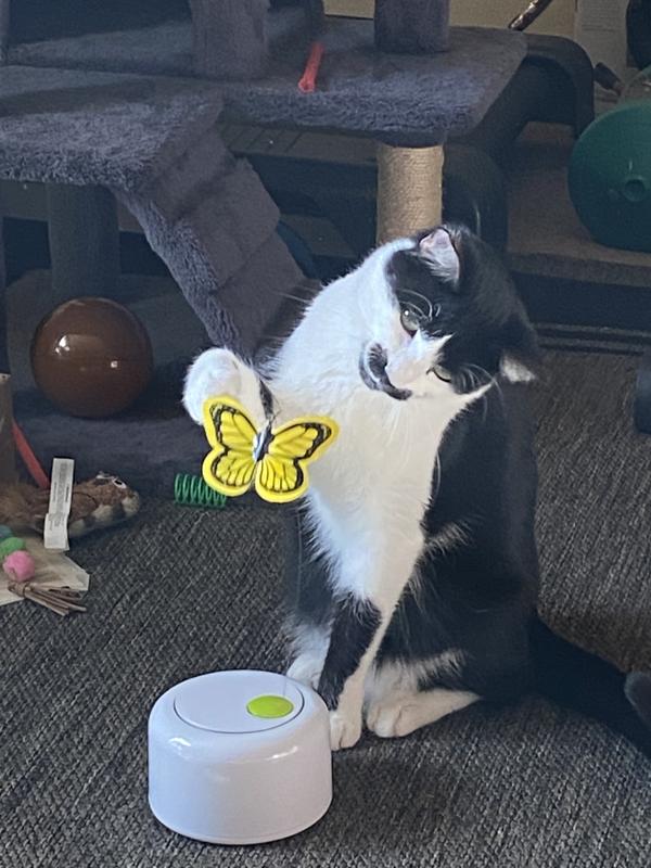 My kitty being amused without me having to do anything.