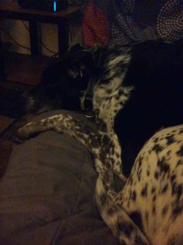 Oreo just relaxing on her couch