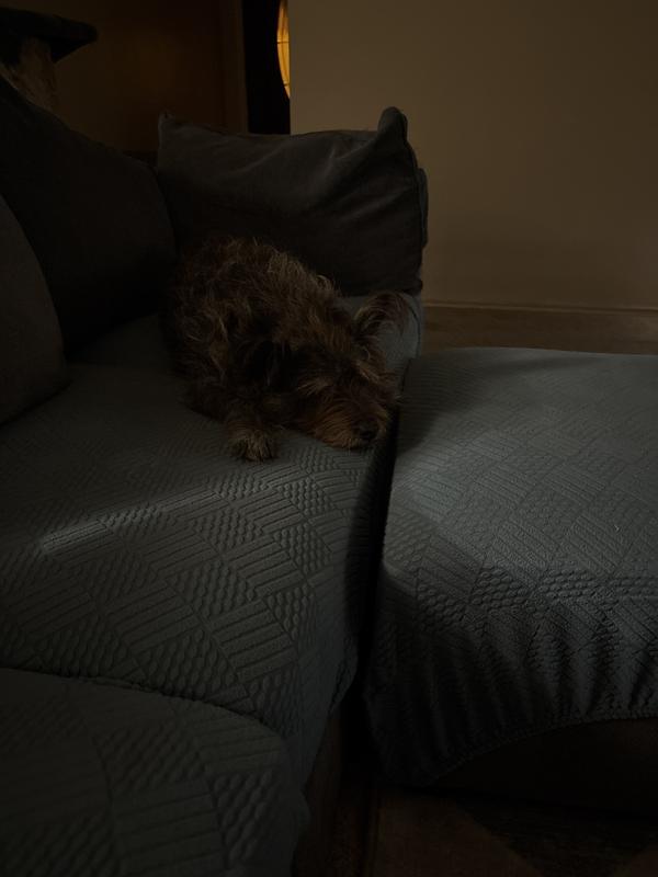 Chewy the dog resting