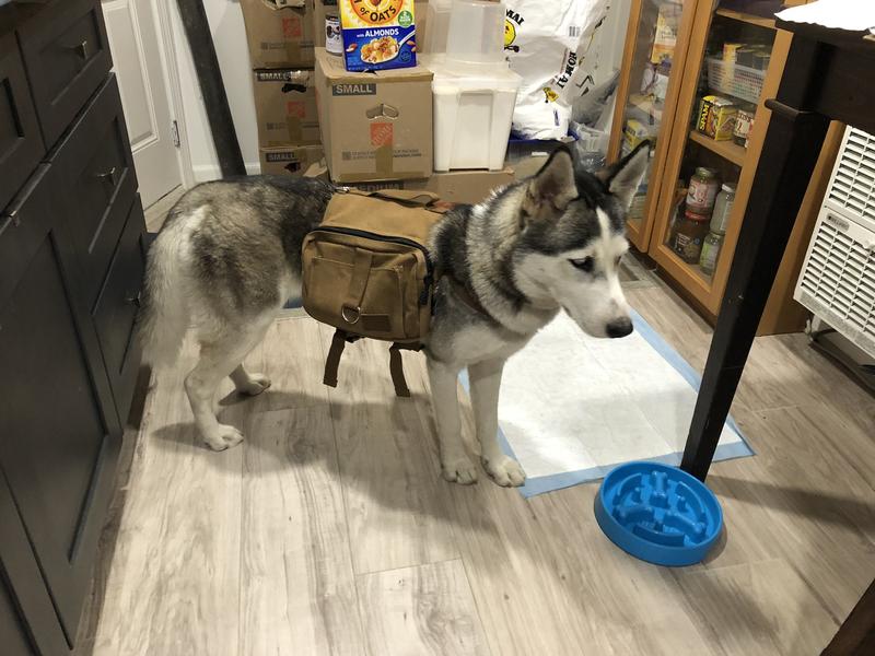 Cotton Canvas Dog Backpack, Brown