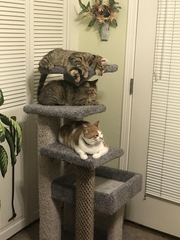 Ruby, Link, Luna