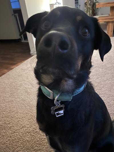 Monkey is a 60lb rottie mix