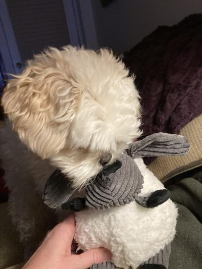 KONG Sherps Floofs Sheep Dog Toy - Chewy.com