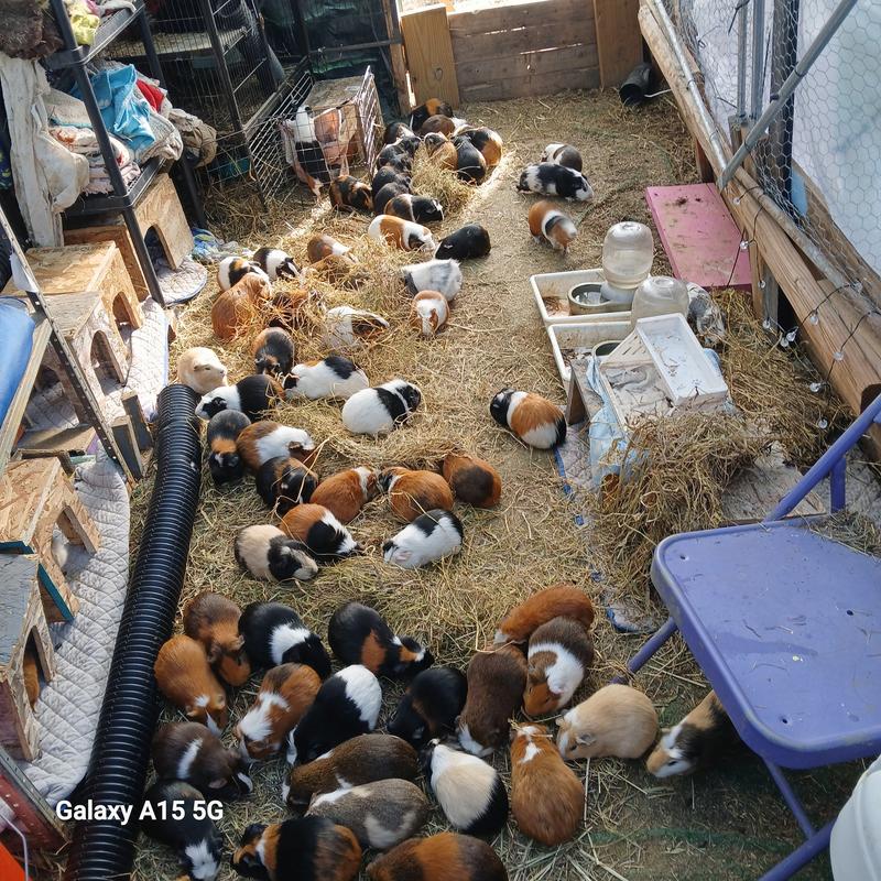 The boys herd at the sanctuary says, "thank you Chewy!"
