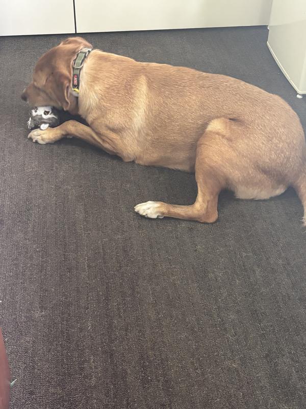 Content and focused on destruction