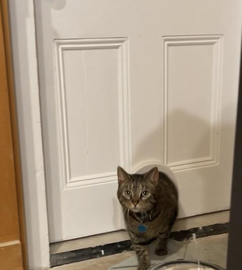 Gypsi was skeptical but she used it!