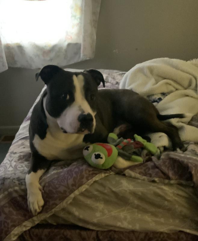 My baby and his Kermit