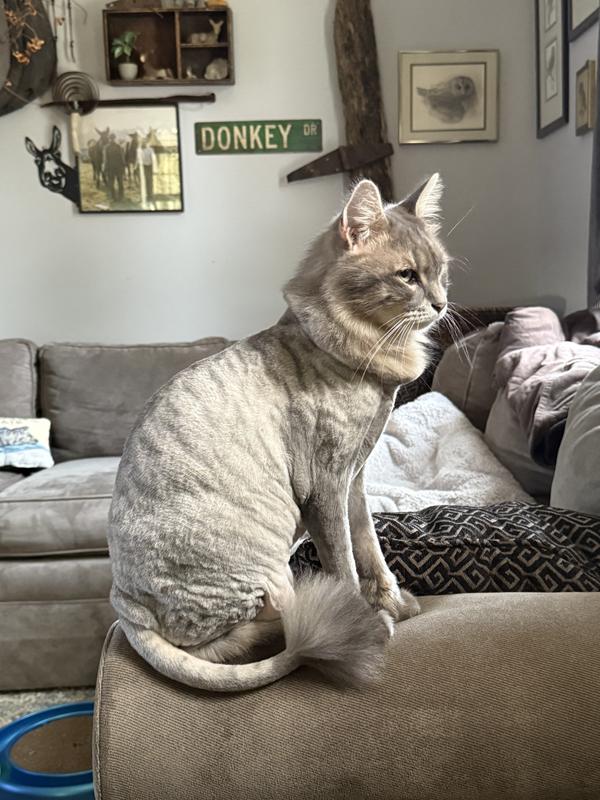 The shave of her body removed a lot of the infestivity