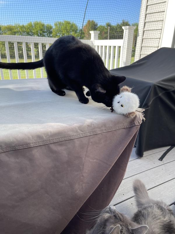 Hoping he’ll drop the birdie off the table and he can have a turn!