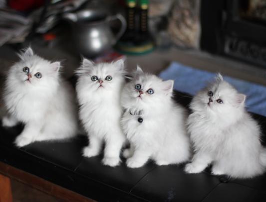 Silver Persians at Whisker Oaks Cattery