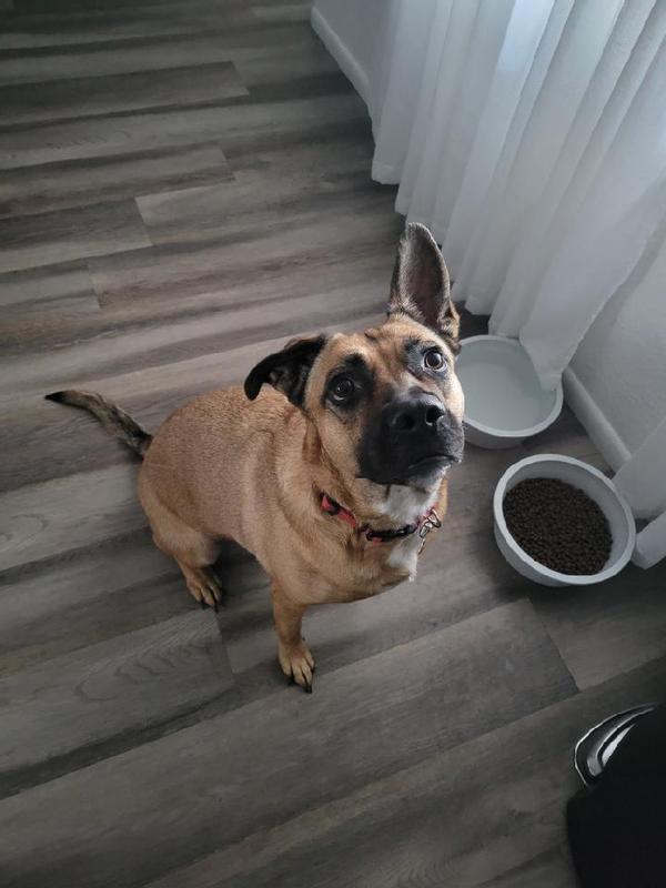 Stewart Supper Sprinkles Beef Liver Single Ingredient Dehydrated Dog Food Topper, 2.5-oz bag