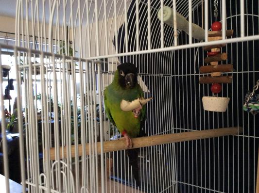 Milo, 20 yr old Nanday Conure, Adopted from Animal Rescue League