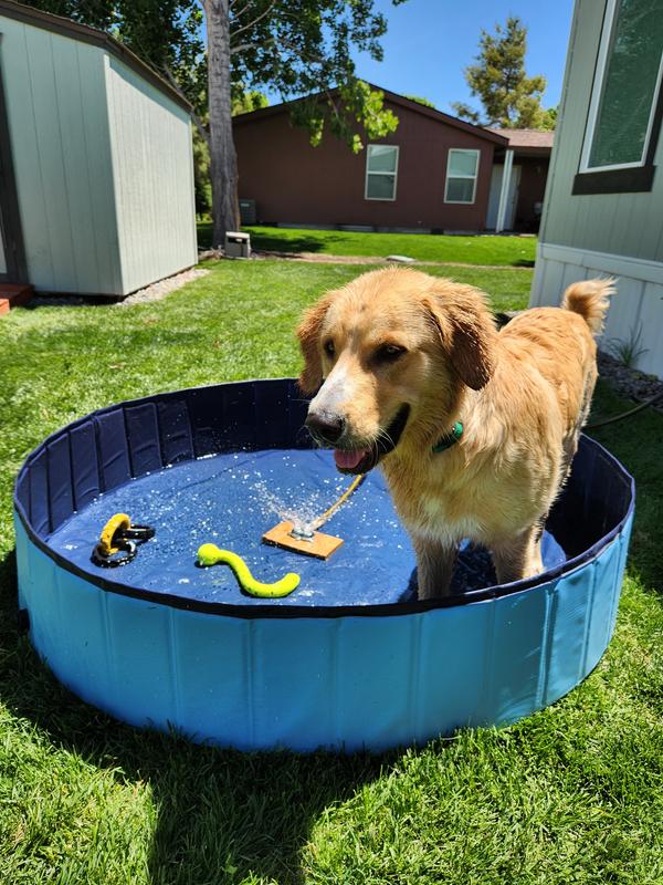 Pool For Dogs 63