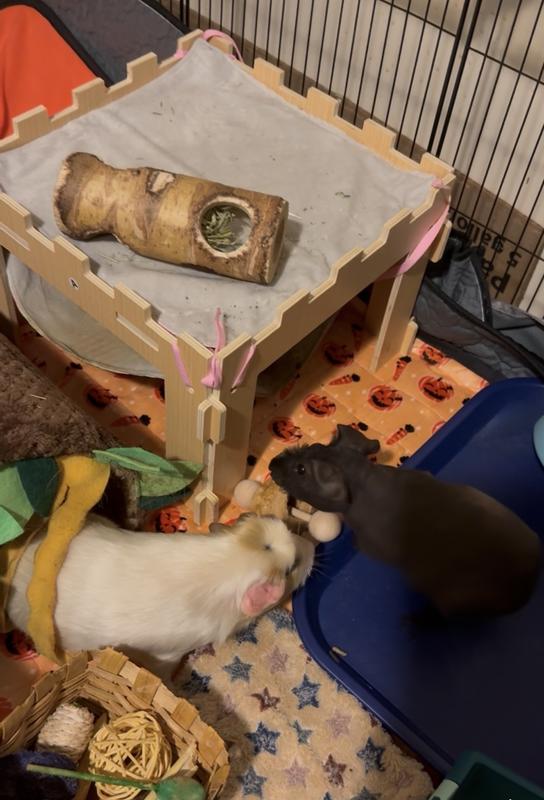 2 of the three girls playing