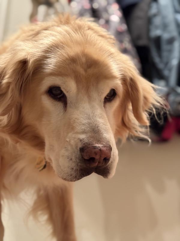 Sweet Boy