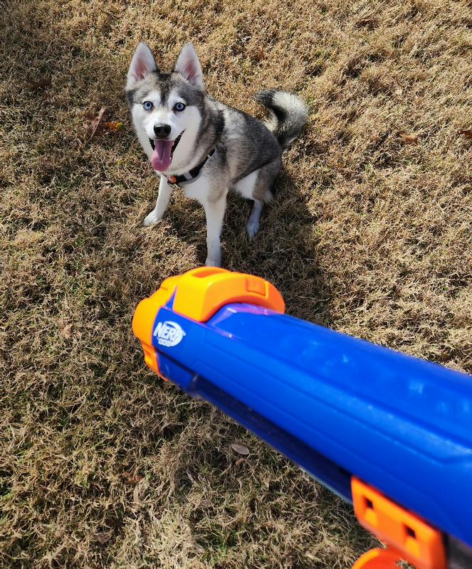 JadeEski at attention, ready for me to pull trigger! 🐺