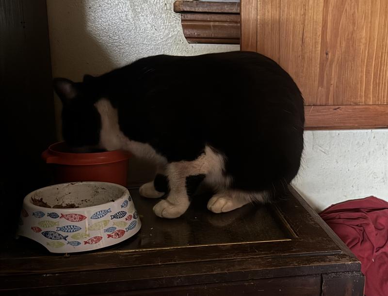 Bobtail the stray