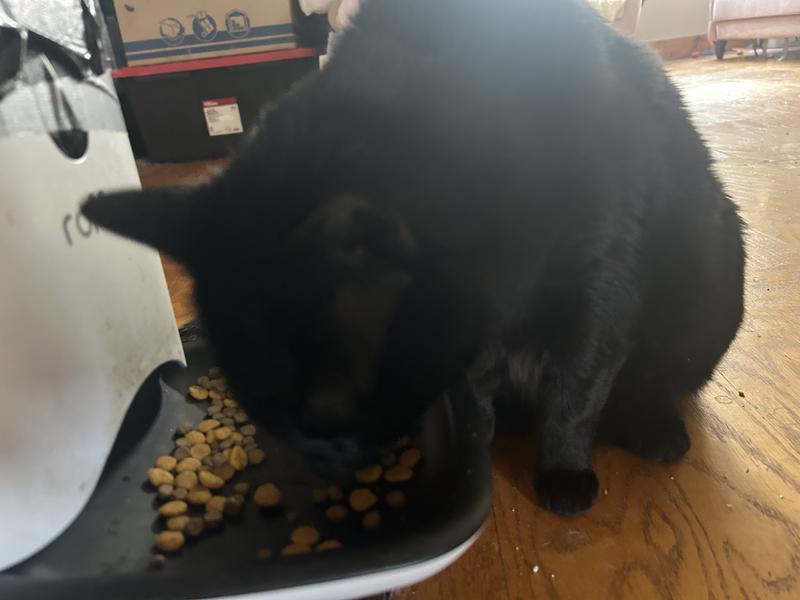 Eating every morsel! Not a crumb to be seen at the end!