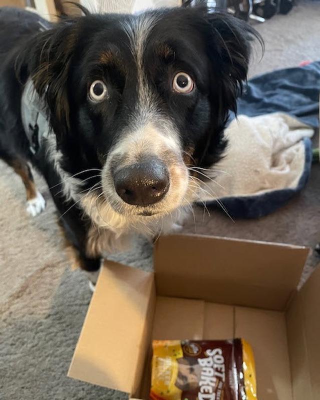 Oh look a Chewy box of treats