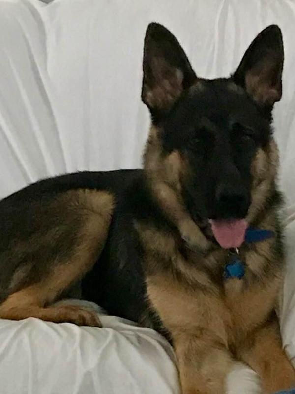 Chewy you are the best. Love to play ball too. 😃