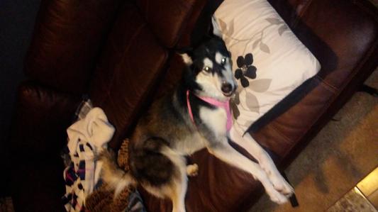 Flea free malamute