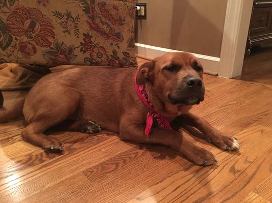 Roscoe loves his soft claws!!