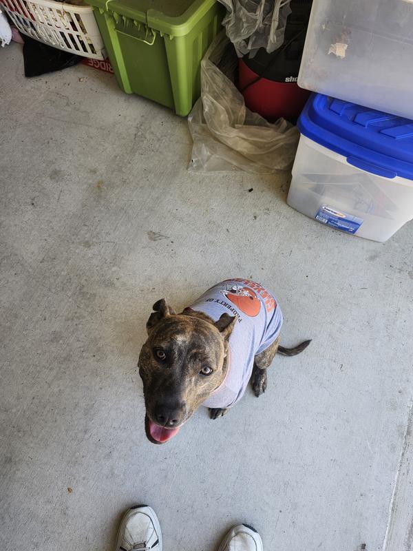 Jenny showing her cleveland brown spirit