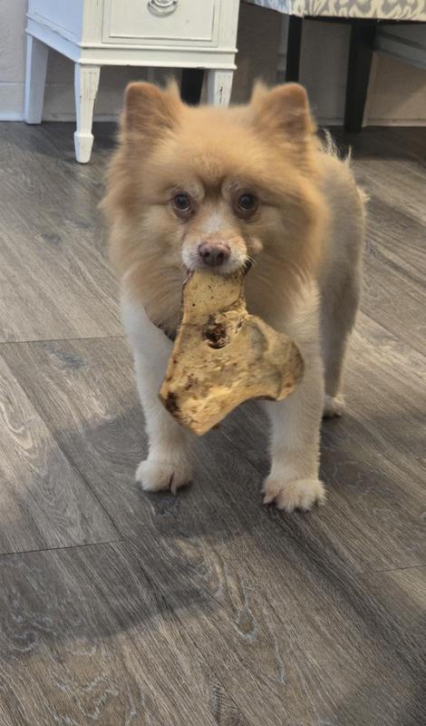 Huge, but LOVED beef knuckle filet bone!  Hard for him to pick up.