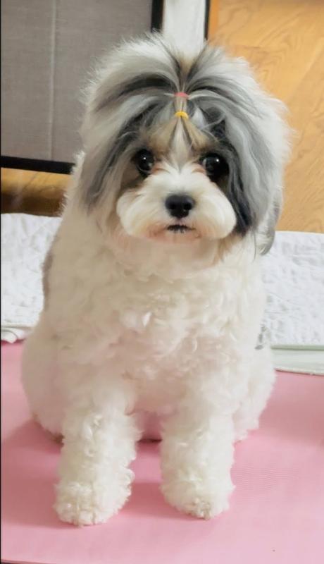 I'm Mochi... woof woof