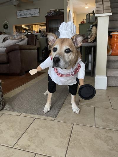 Top Chef Uniform Pet Dog Costume