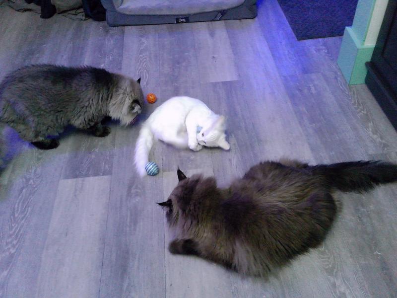 Lexi, Houdini and Dillon playing with several of the toys.