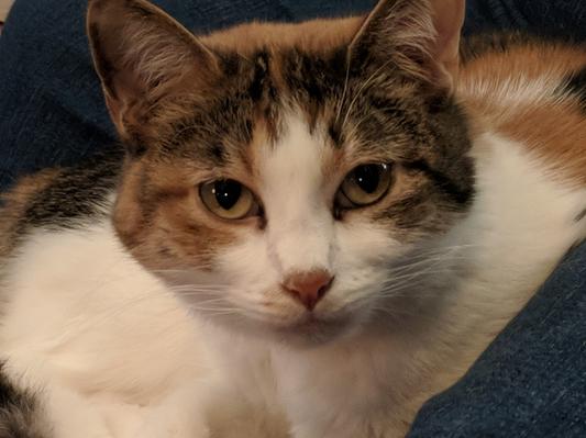 Peanut Butter, aka Peebs, Peebie, Princess Peeb