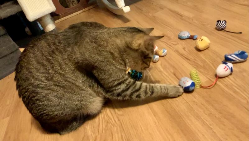 But after patting a few different toys, Scooter decided he liked the springs best