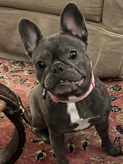 Happy Frenchie Cookie!